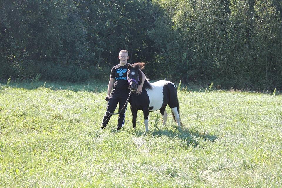 Shetlænder Bella Donna billede 3