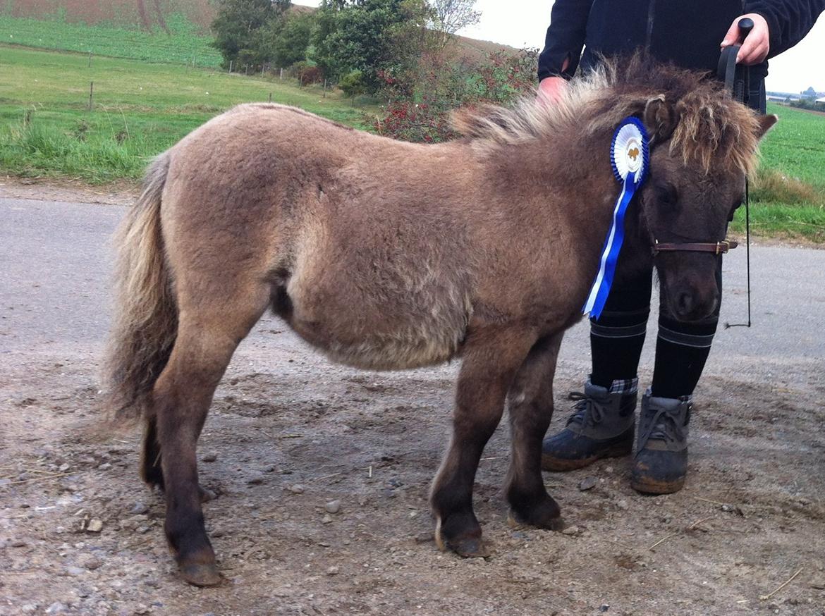 Shetlænder Bøgeskov's Sofia - Hendes allerførste skue <3 billede 11