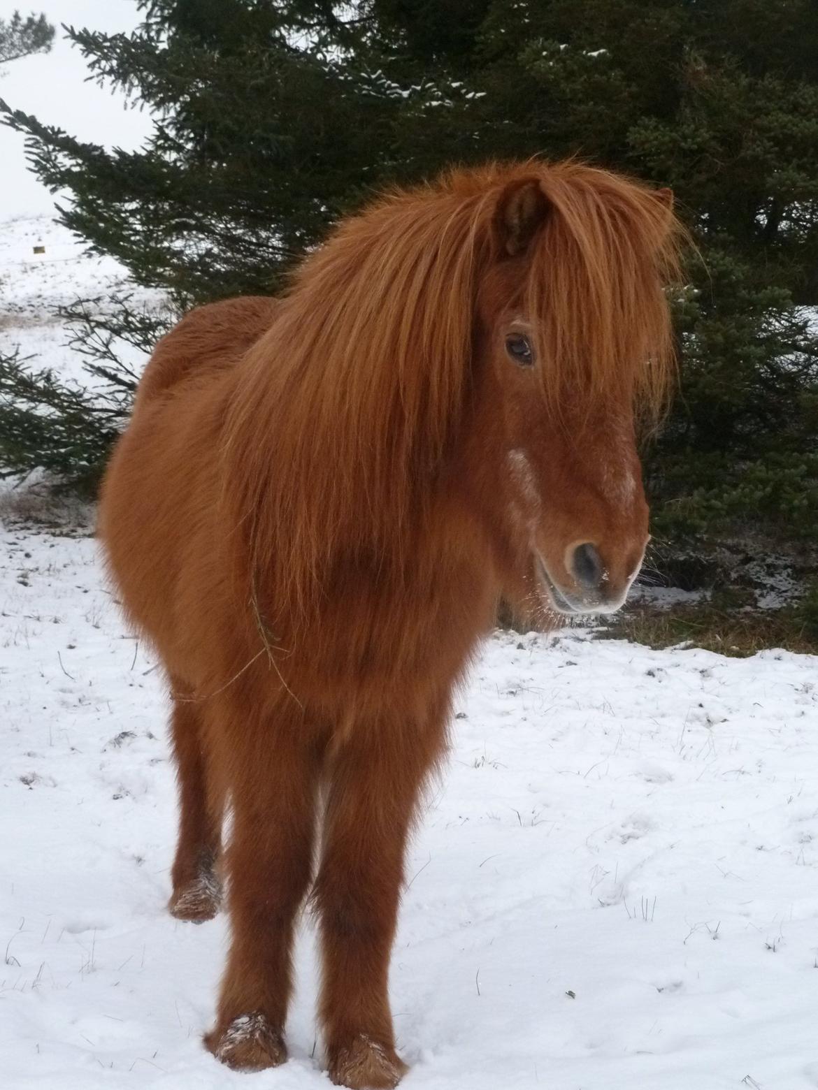 Islænder Loki - En skøn vinterbamse <3 billede 2