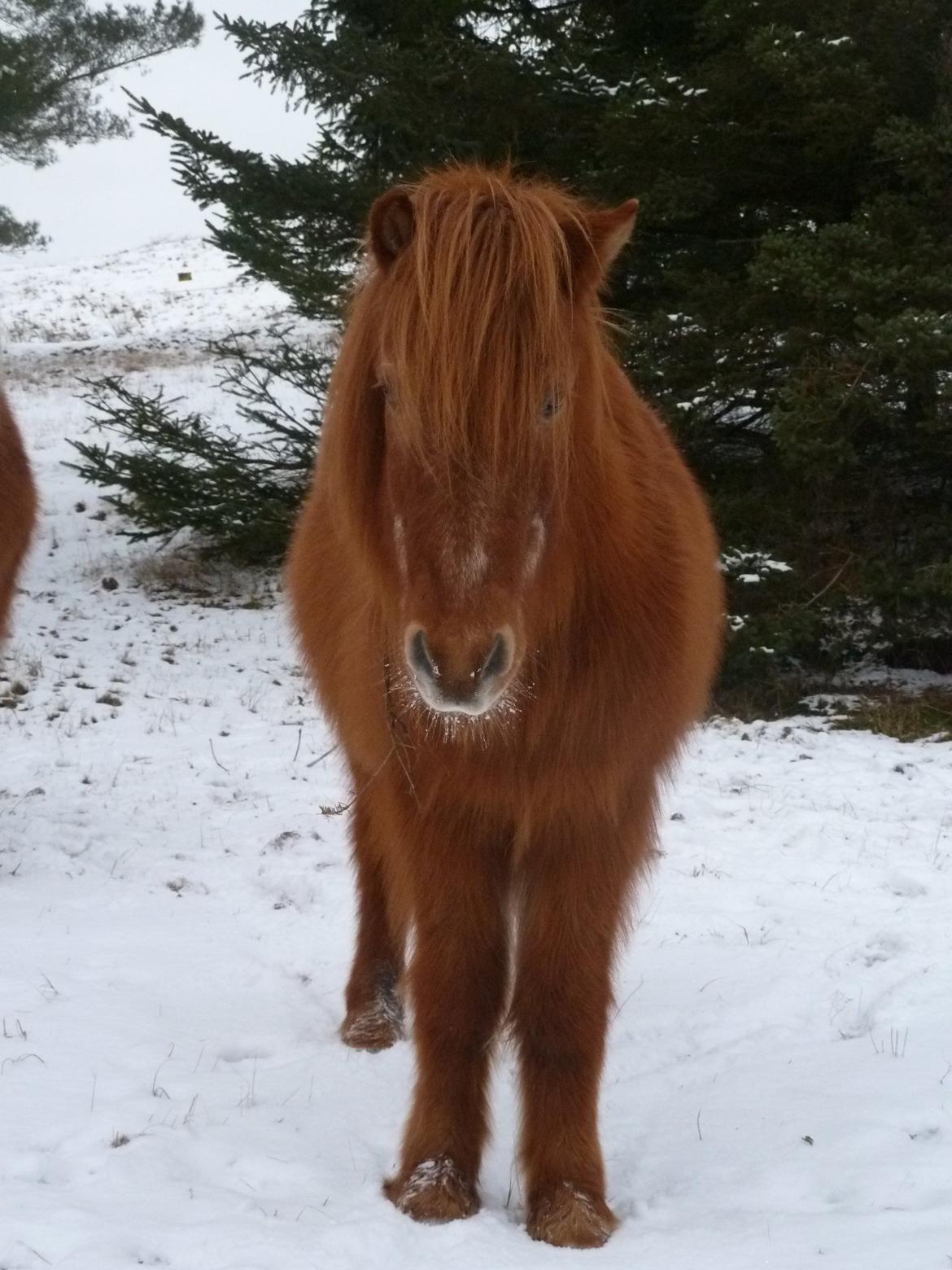 Islænder Loki billede 9