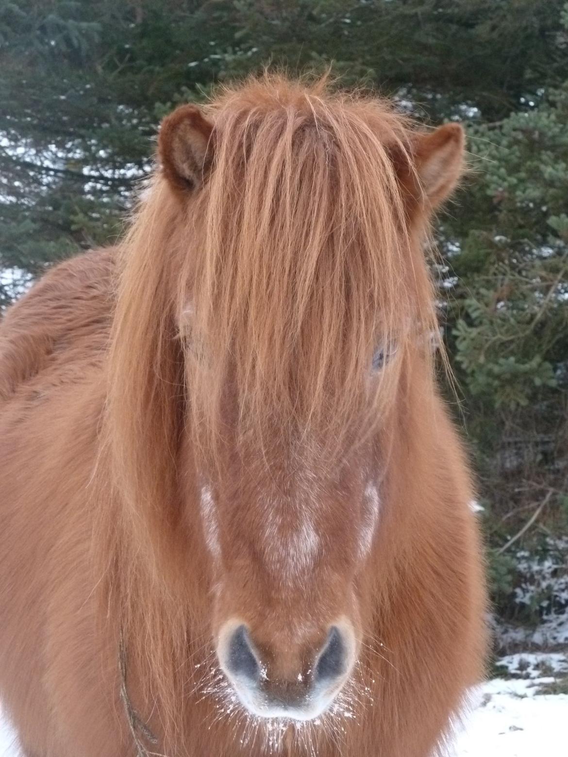 Islænder Loki billede 6