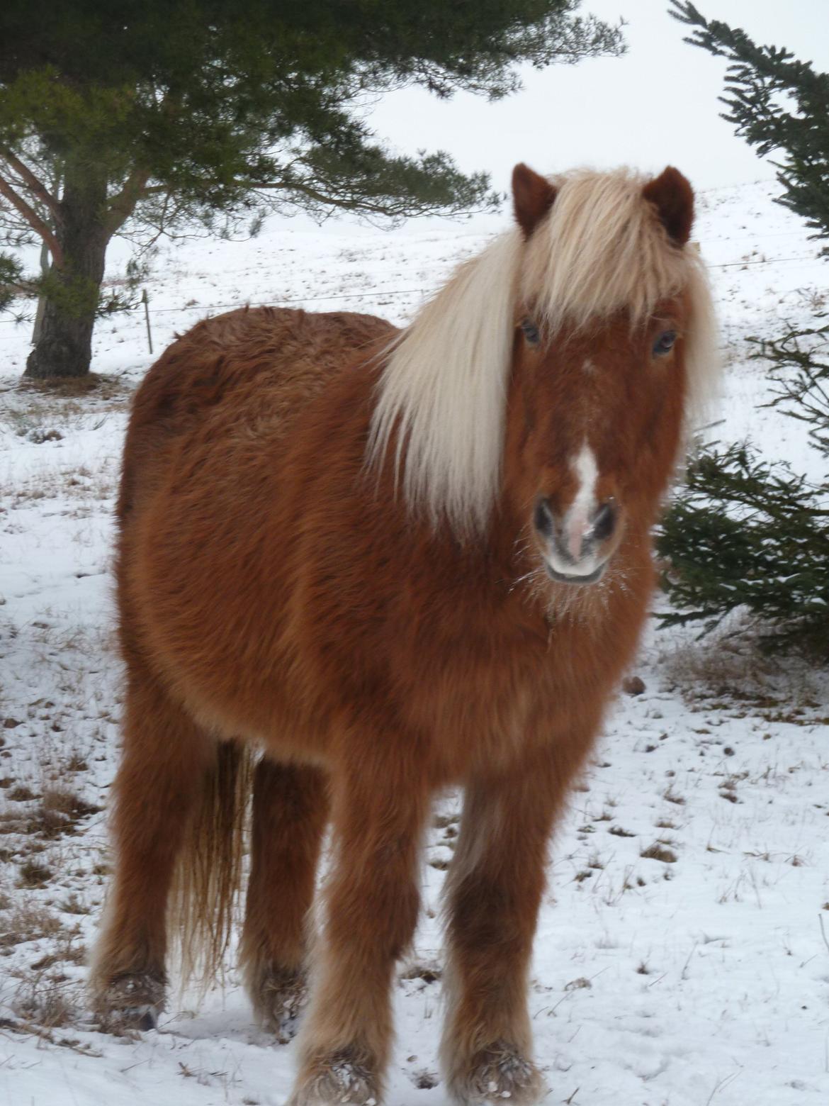 Islænder Petur billede 8
