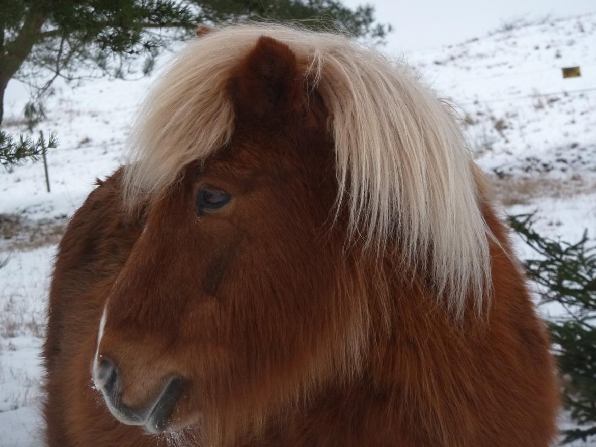 Islænder Petur billede 1
