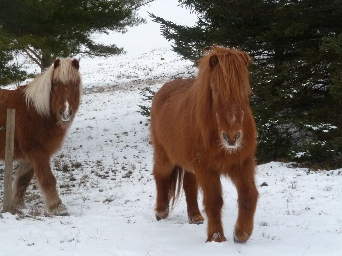 Islænder Loki - Nu kommer vi! billede 11