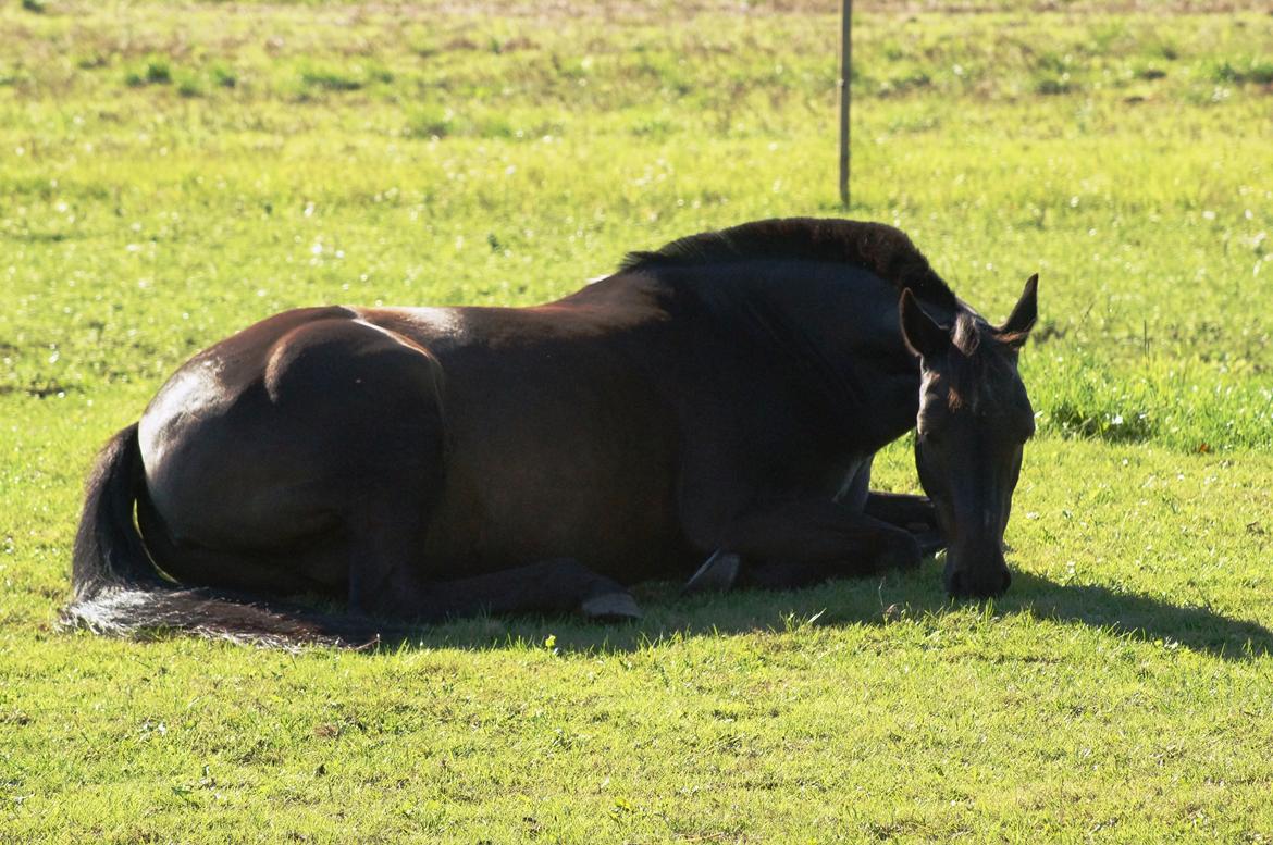 Tysk Sportspony Beauty - 2013 billede 4