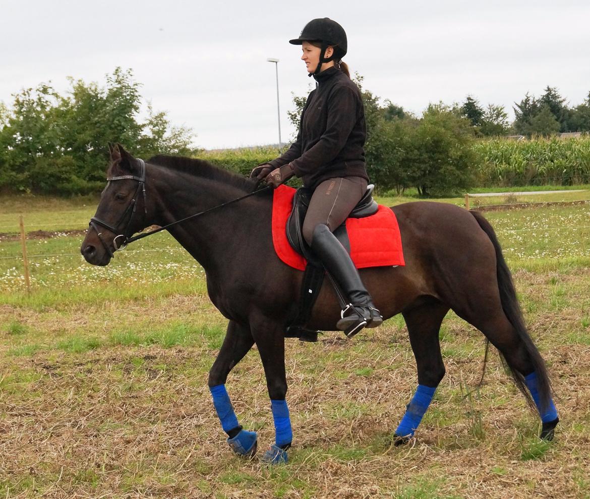 Tysk Sportspony Beauty - 2013 billede 9