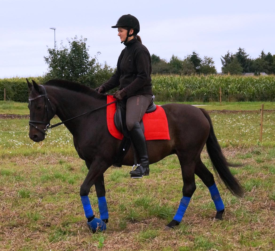 Tysk Sportspony Beauty - 2013 billede 10