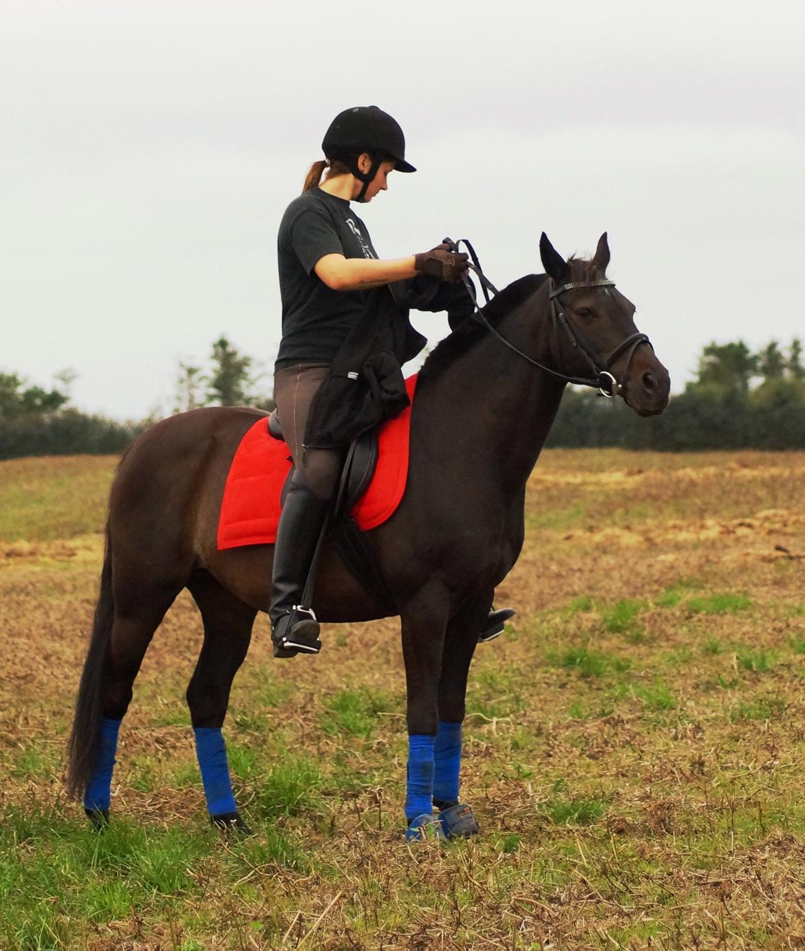 Tysk Sportspony Beauty - 2013 billede 12