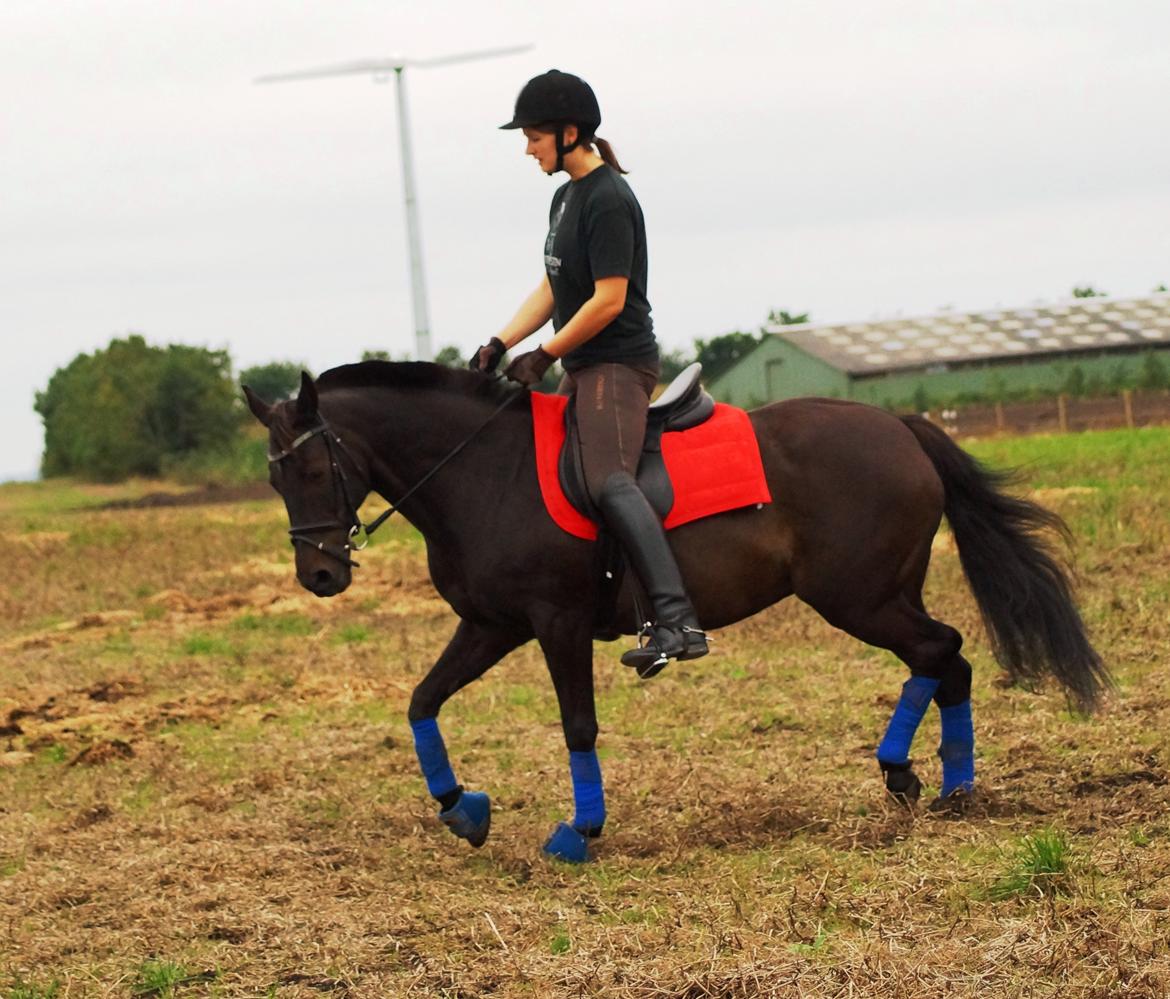 Tysk Sportspony Beauty - 2013 billede 13