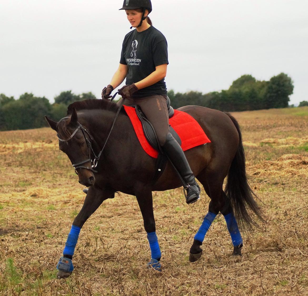 Tysk Sportspony Beauty - 2013 billede 11