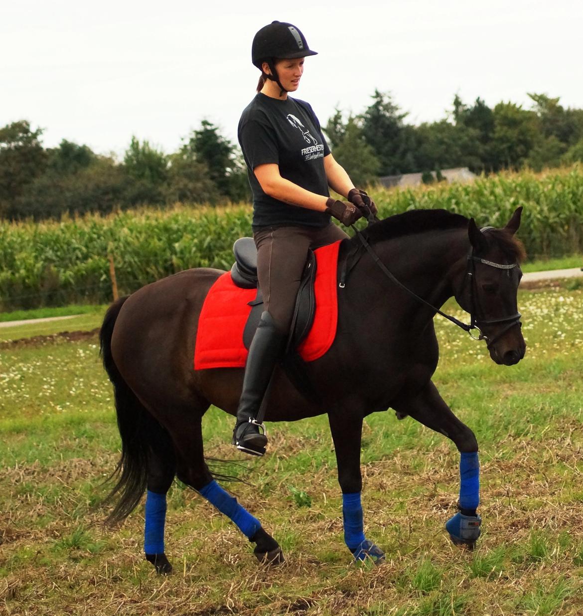 Tysk Sportspony Beauty - 2013 billede 15