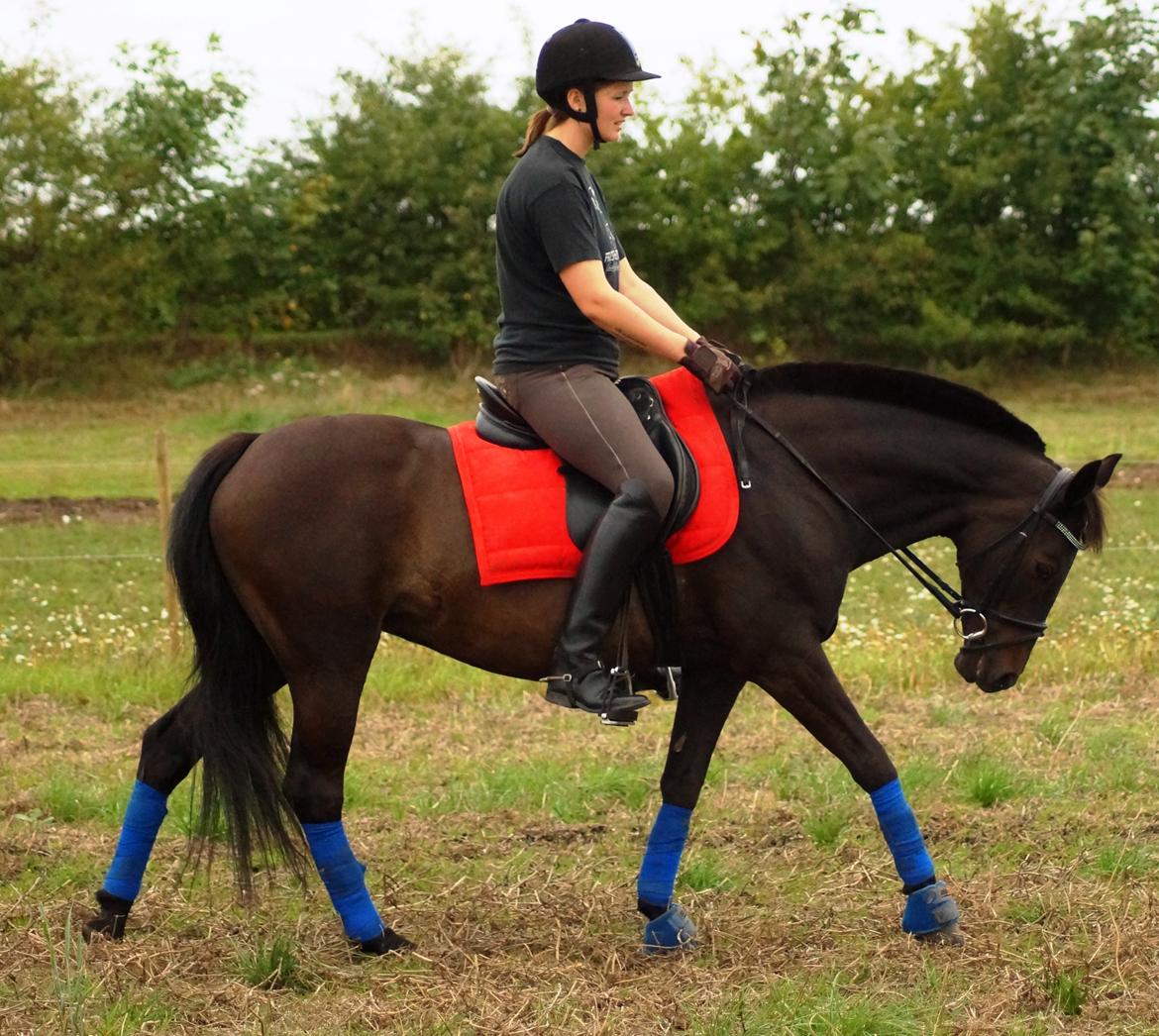 Tysk Sportspony Beauty - 2013 billede 16