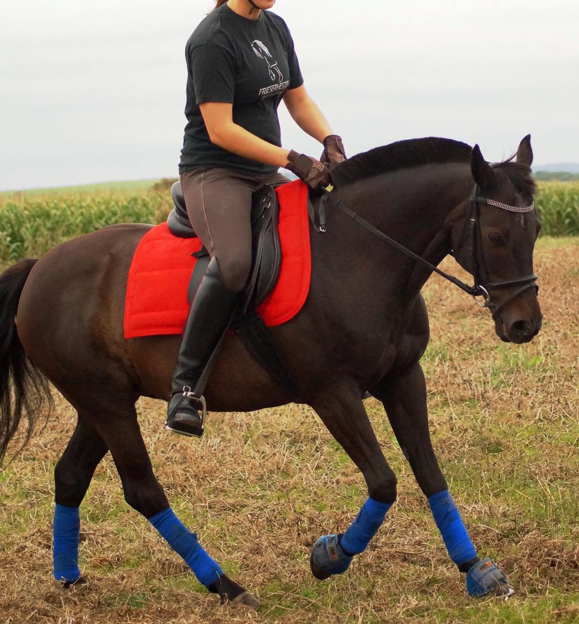 Tysk Sportspony Beauty - 2013 billede 14