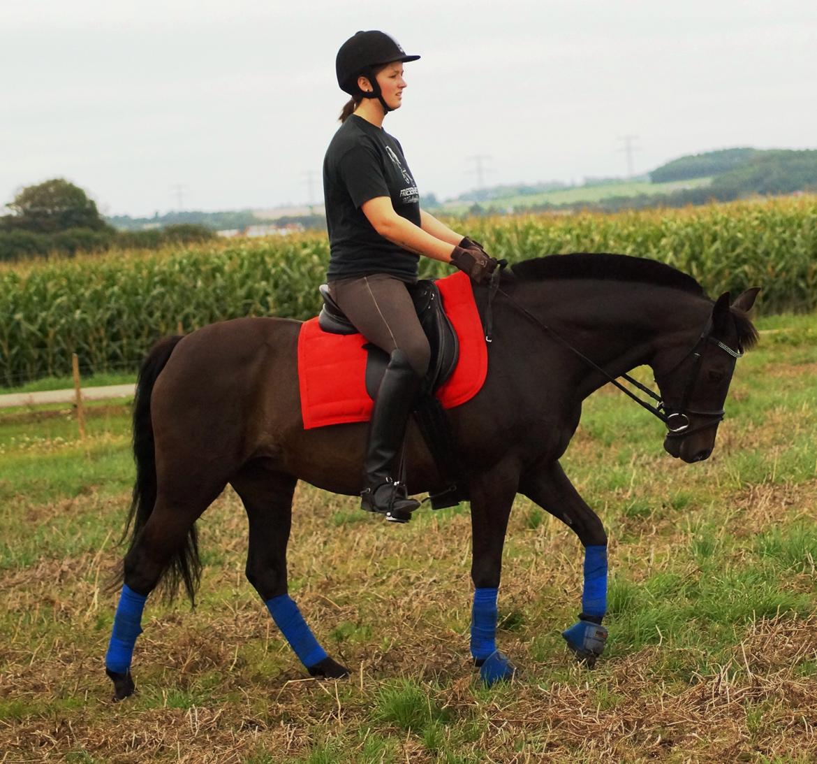 Tysk Sportspony Beauty - 2013 billede 17