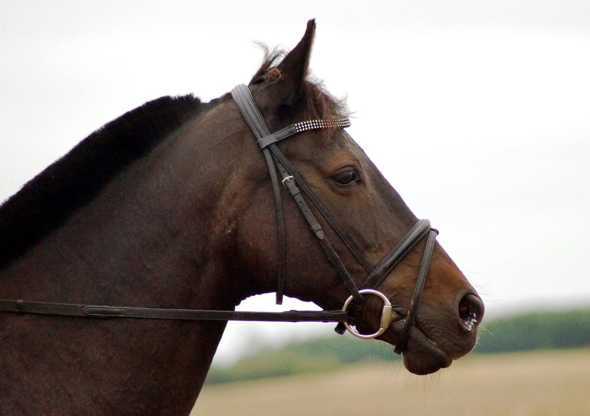 Tysk Sportspony Beauty - 2013 billede 8