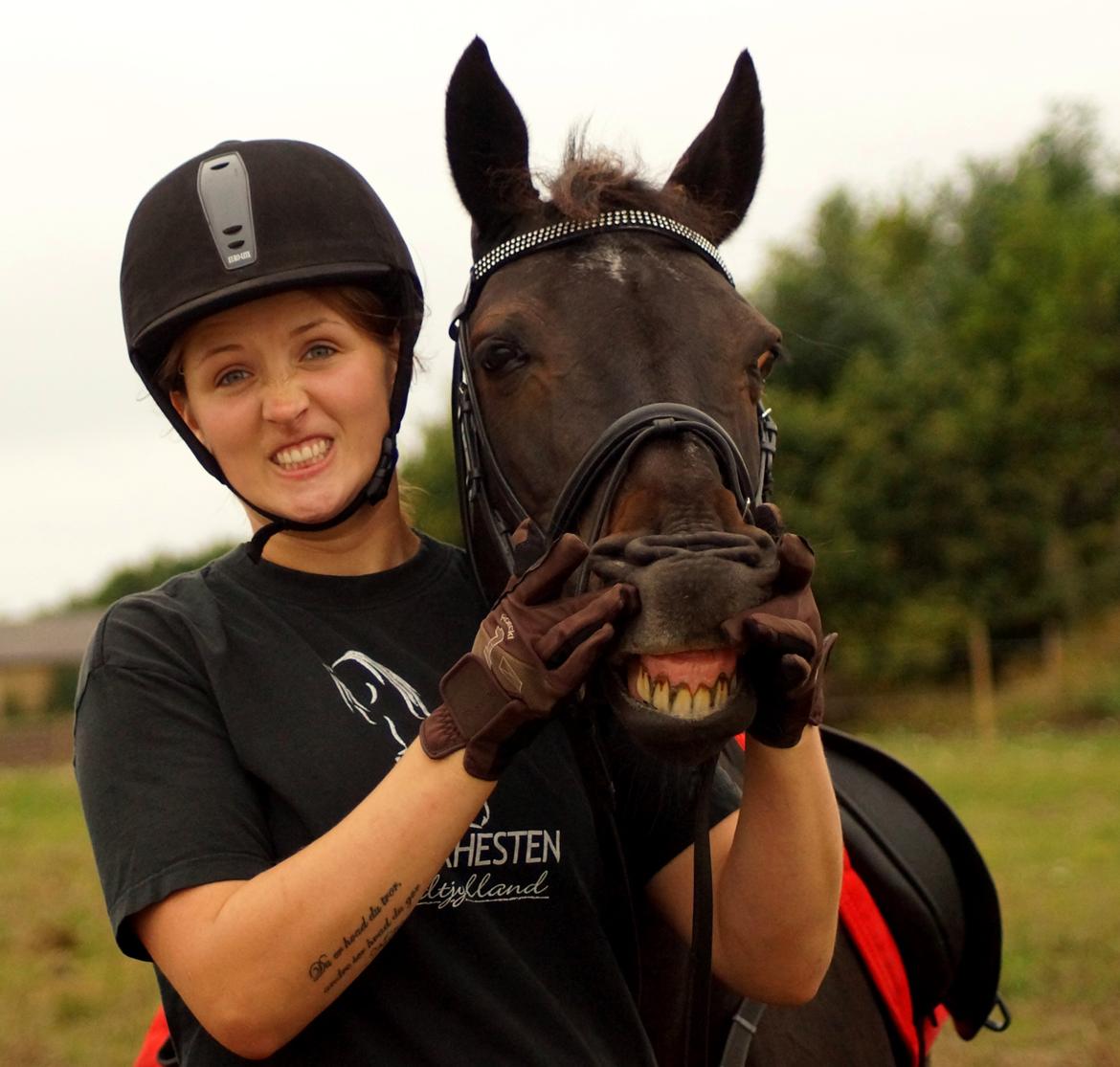 Tysk Sportspony Beauty - 2013 billede 1