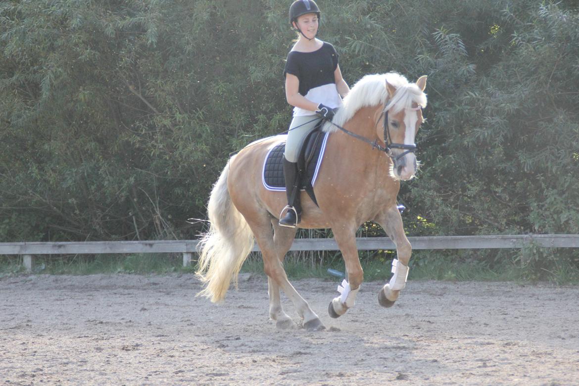 Haflinger Studgårdens Sally <3<3 - 3] Dressur på Sally <3 Dato: 14.09 2013 Foto: Anna Munk <3 billede 3