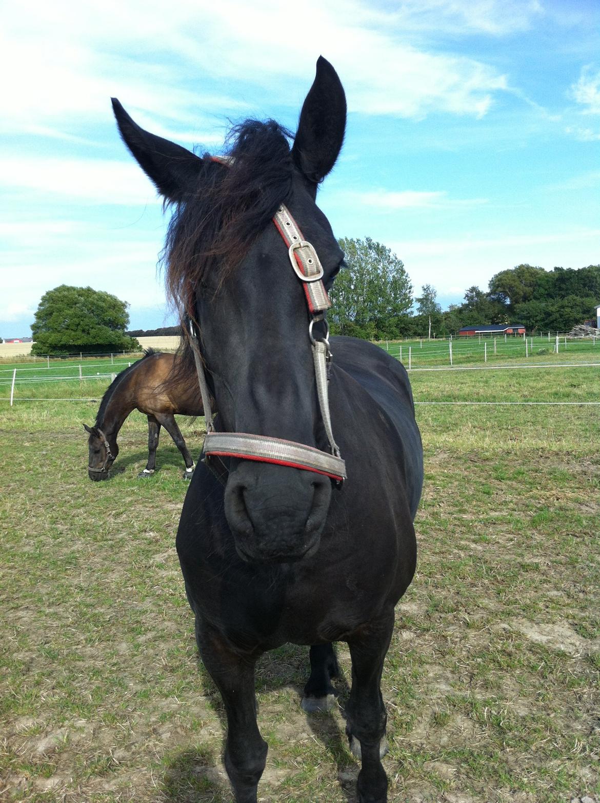 Frieser - Christa (Blackie) - "Hvordan min grime sidder? - Jamen den sidder da fint, mor..." :-) billede 12