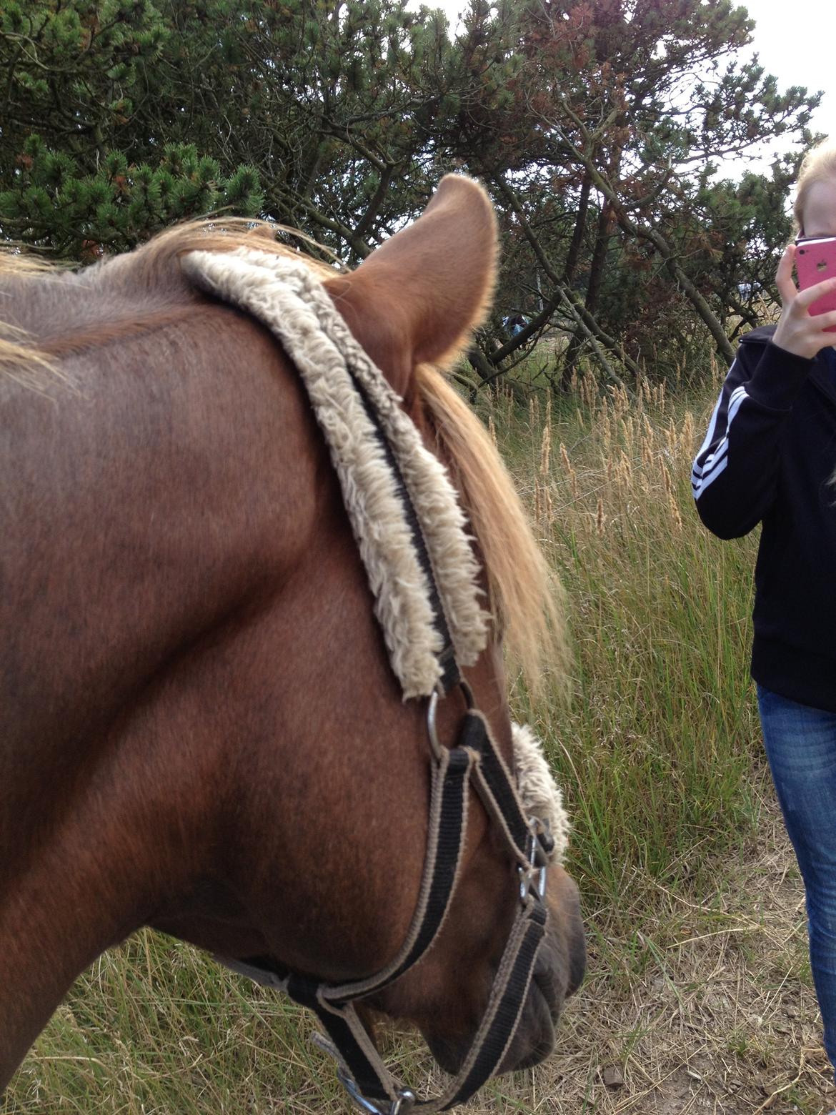 DSP Toftlund's Prinsesse-Chi billede 9