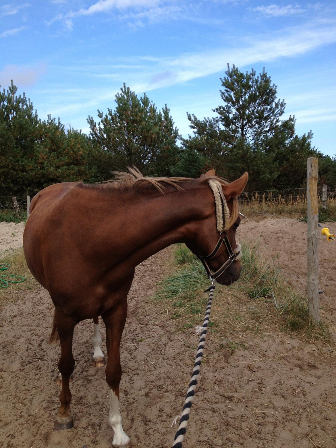 DSP Toftlund's Prinsesse-Chi billede 10