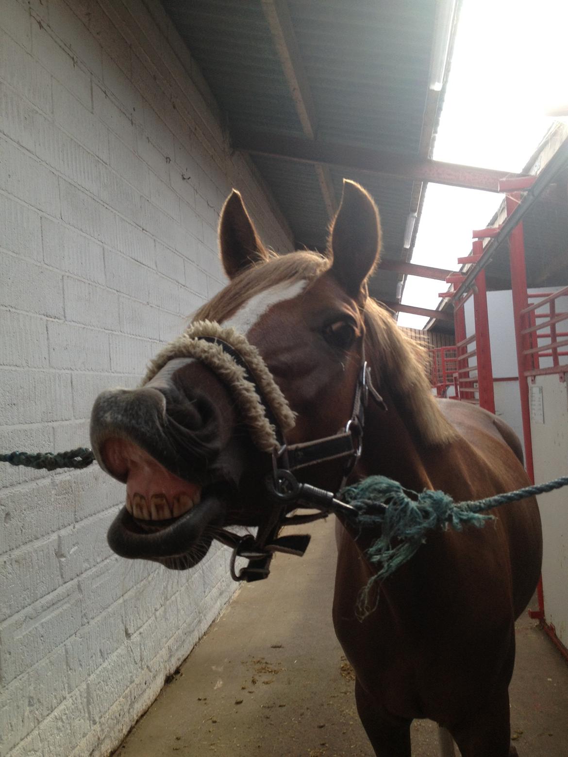 DSP Toftlund's Prinsesse-Chi billede 11