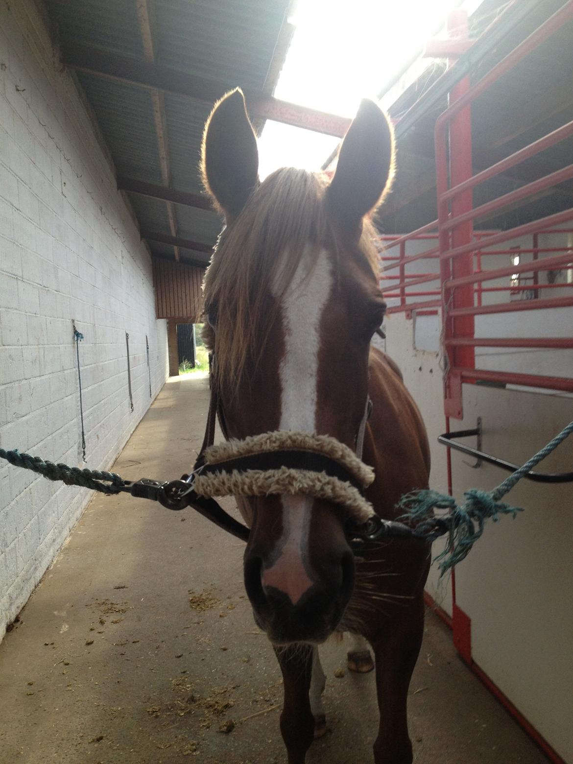 DSP Toftlund's Prinsesse-Chi billede 12