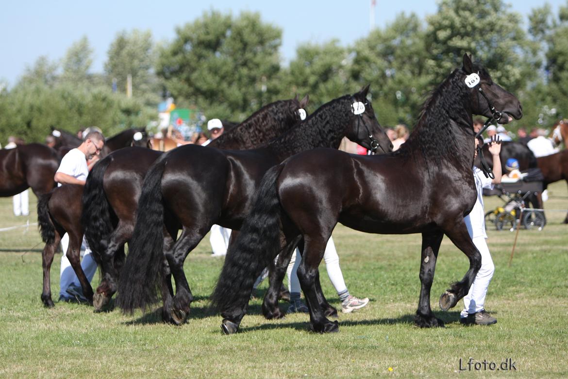 Frieser Paula von Inger-Marienlund, stb. 3. præmie - Samling efter Jewaline til Landsskuet i Herning 2008, - hvor Paula var med som 3års.. billede 20