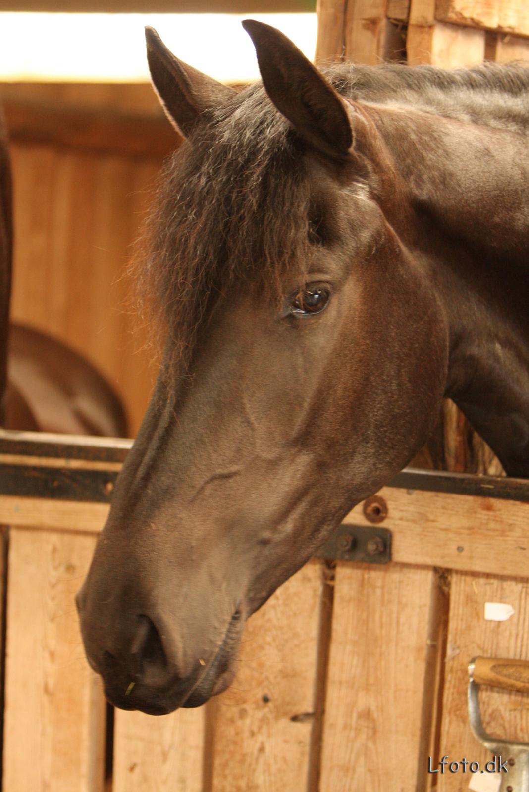 Frieser Paula von Inger-Marienlund, stb. 3. præmie - Paula til Landsskuet i Herning 2008.. billede 19