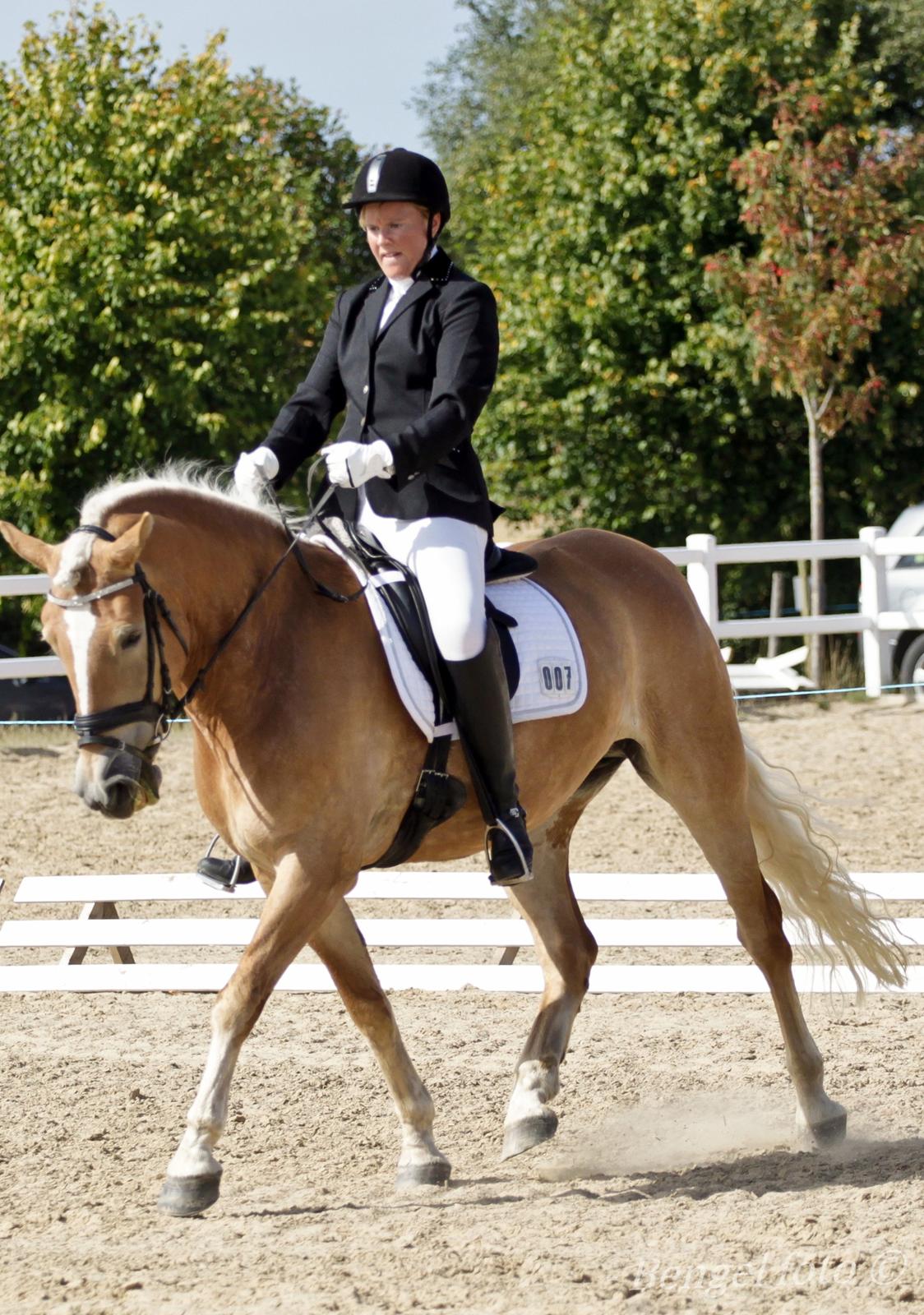 Haflinger Limone billede 5