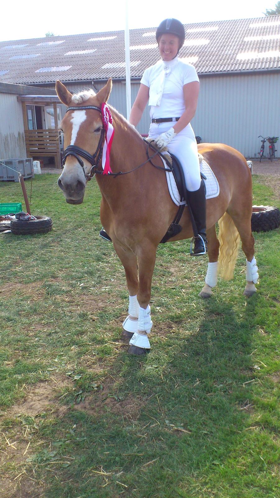 Haflinger Limone - rød sløjfe i LA6 med 65,5 % billede 6