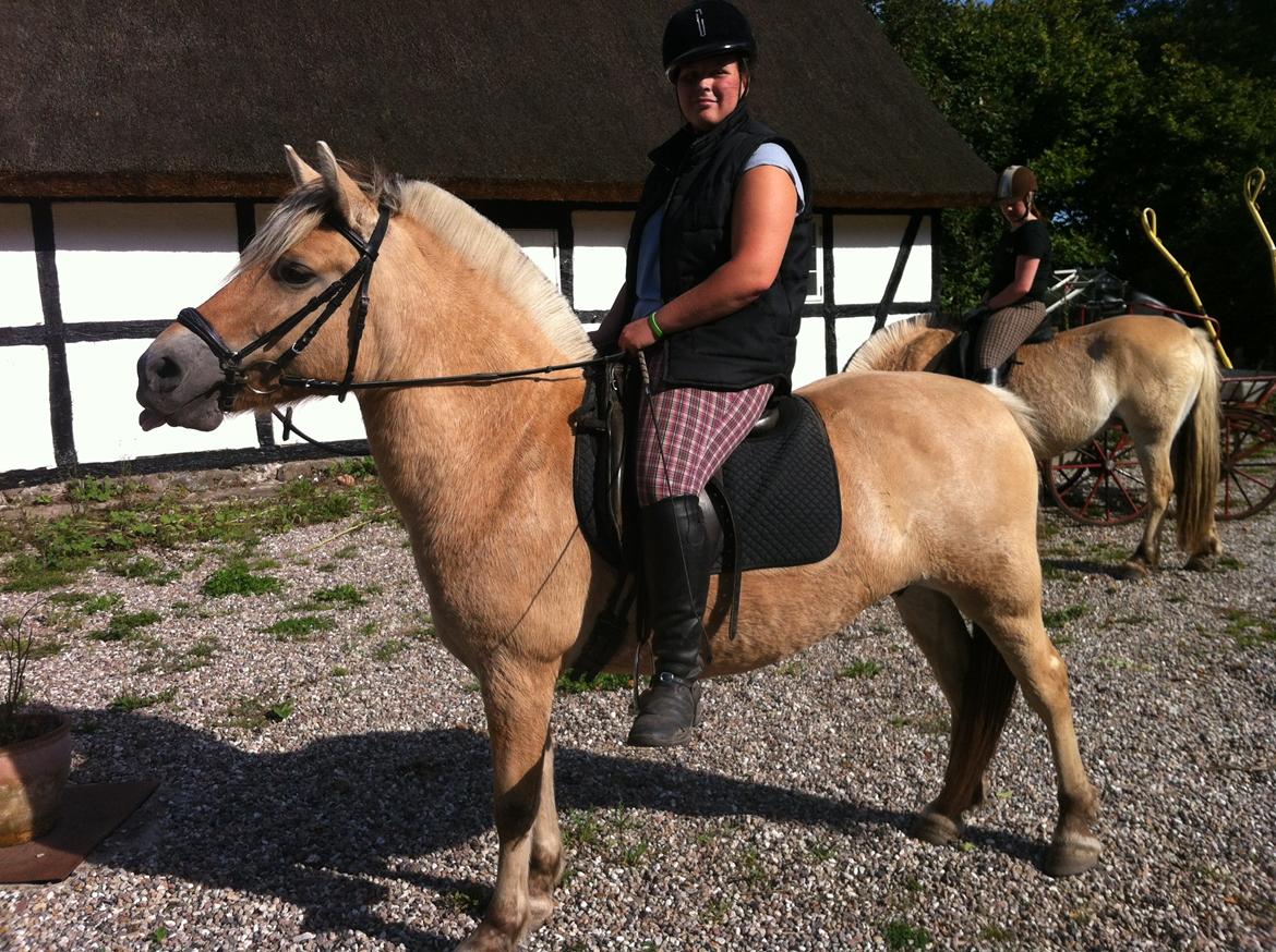 Fjordhest Hjorthøj´s Note - Hun har fundet på et nyt trick... Række tunge af fotografen :D billede 5