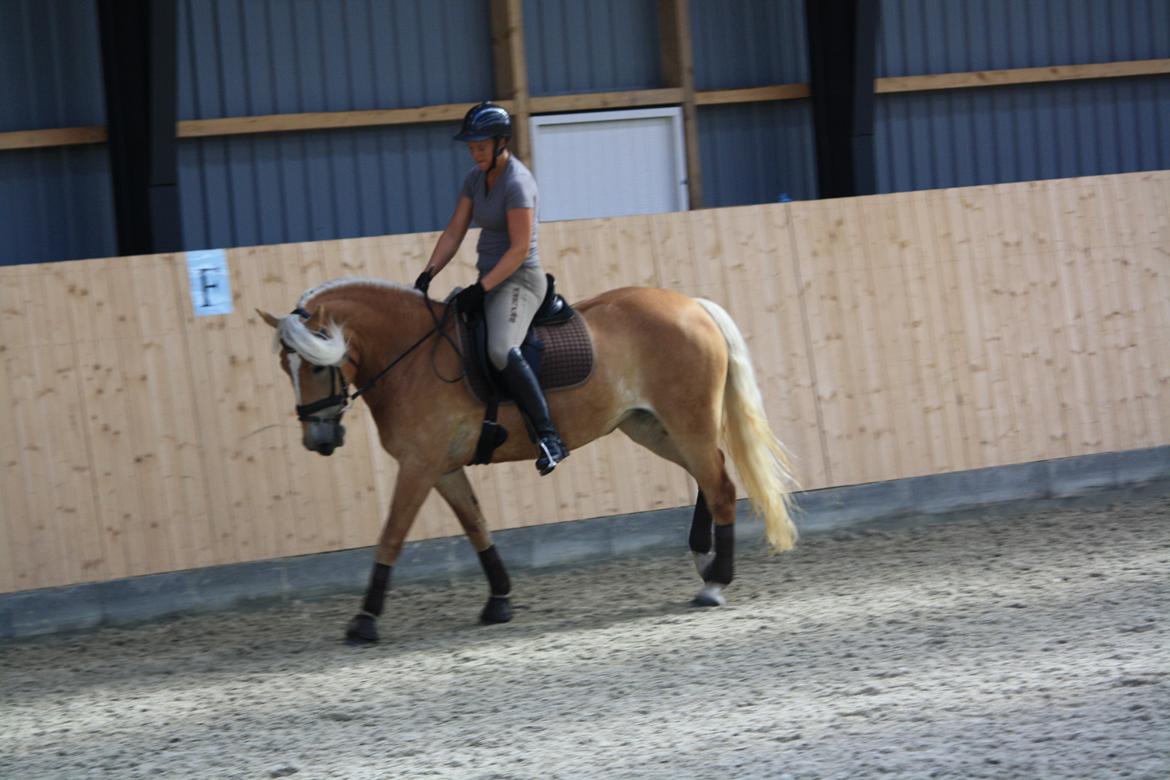 Haflinger Limone billede 23