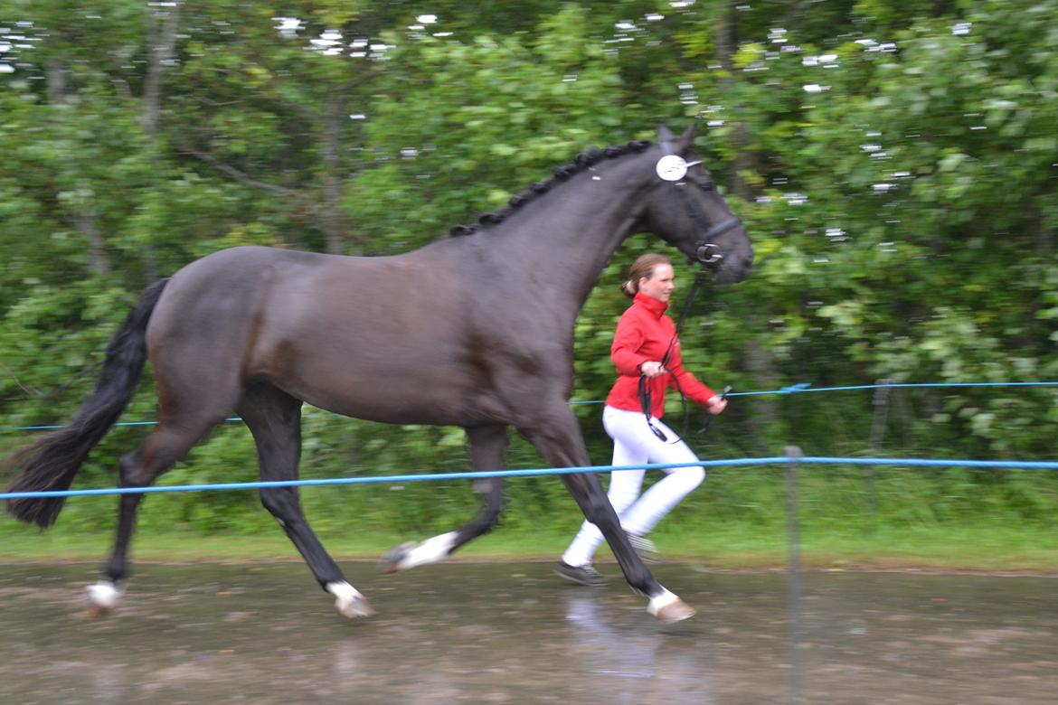 Dansk Varmblod Lammehaven's Rosita (Baby) - Hoppekåring, d. 22 juni '13 billede 4