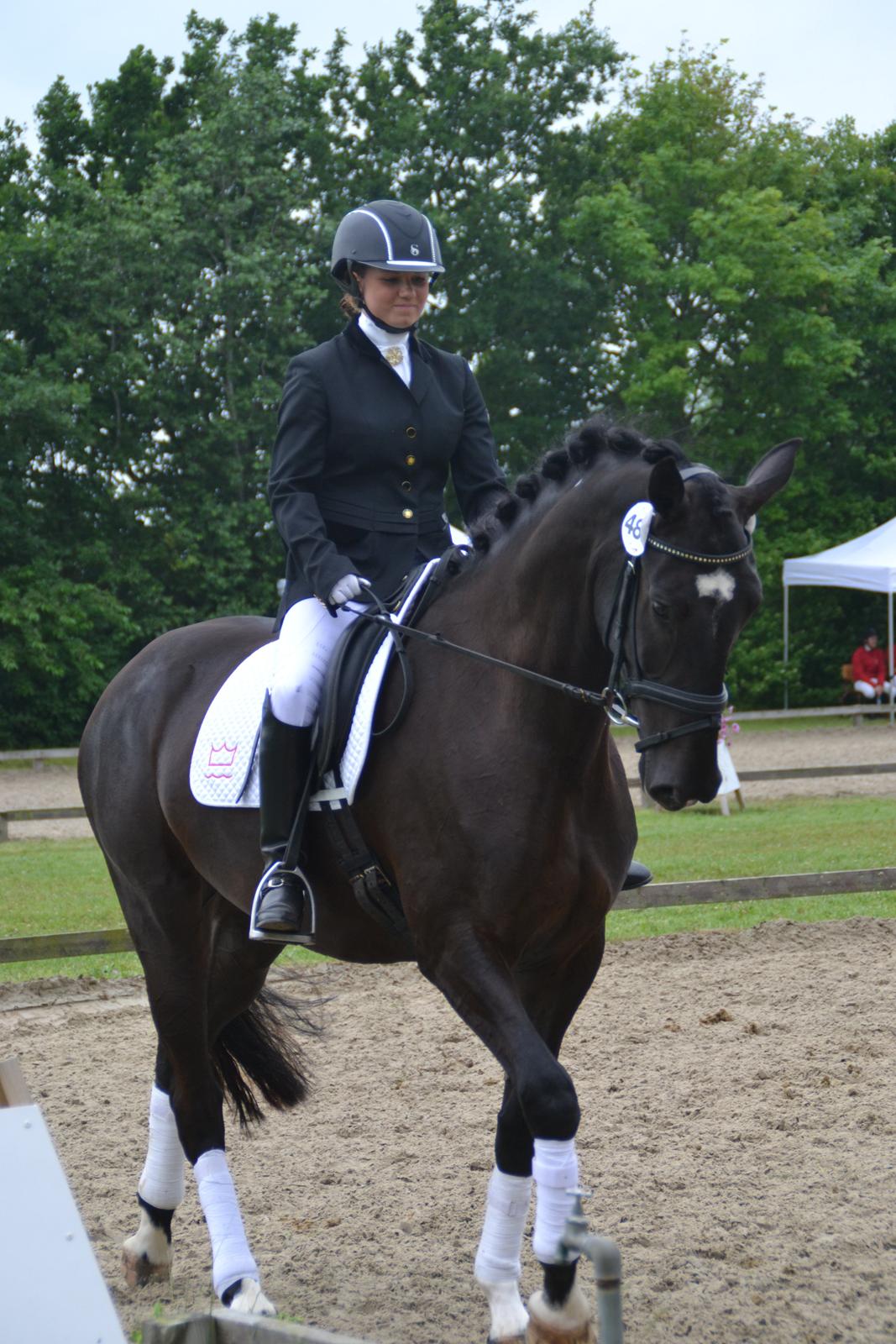 Dansk Varmblod Lammehaven's Rosita (Baby) - Hoppekåring, d. 22 juni '13 billede 1
