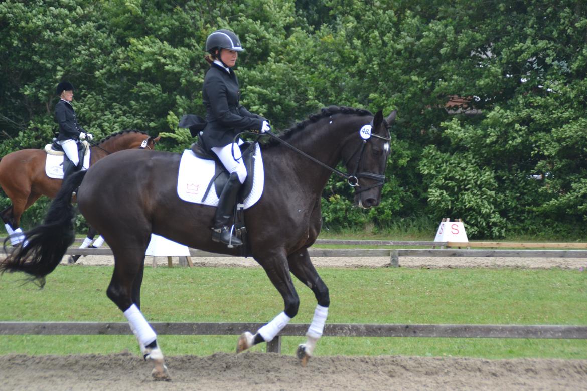 Dansk Varmblod Lammehaven's Rosita (Baby) - Hoppekåring, d. 22 juni '13 billede 5