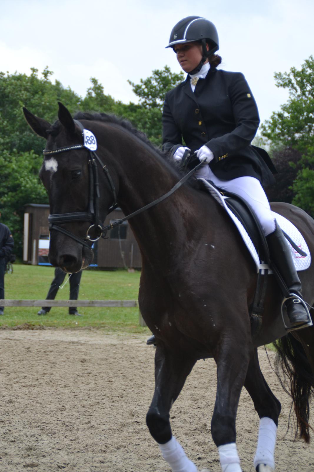 Dansk Varmblod Lammehaven's Rosita (Baby) - Hoppekåring, d. 22 juni '13 billede 6