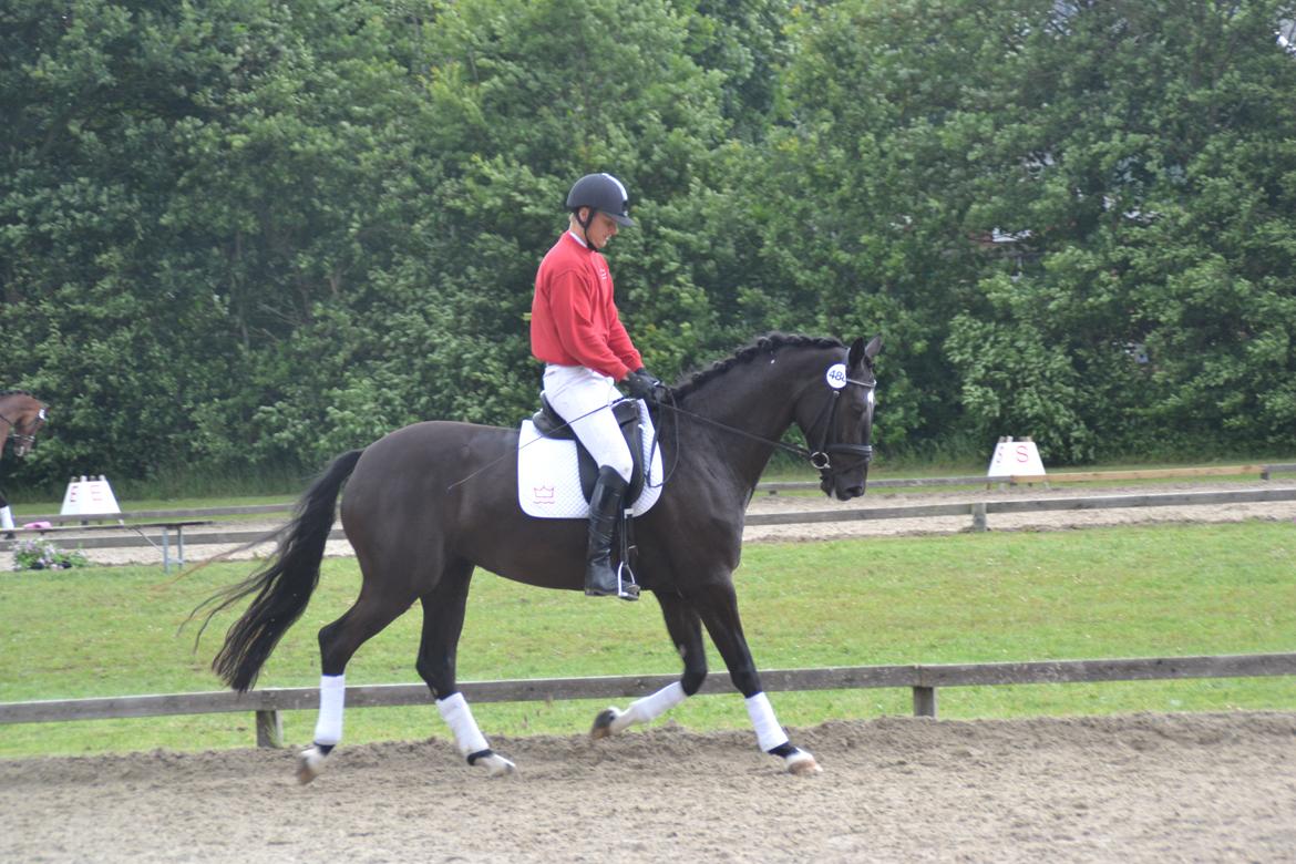 Dansk Varmblod Lammehaven's Rosita (Baby) - Hoppekåring, d. 22 juni '13. Rosita med testrytter billede 7