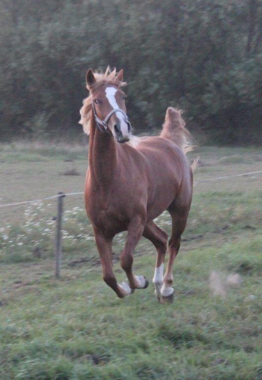 Anden særlig race Kjelstrups Shadow (himmelhest) billede 4