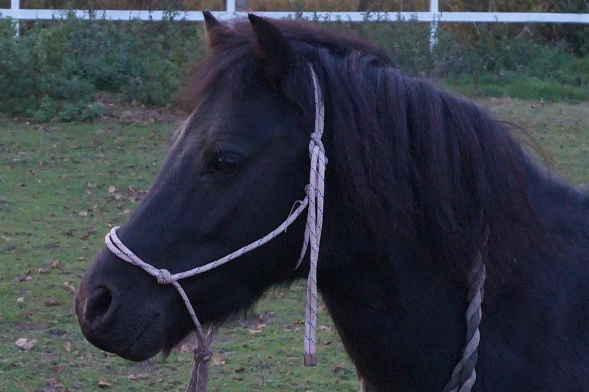 Anden særlig race Oliver - Før træning :*
Foto: Caitlin billede 3