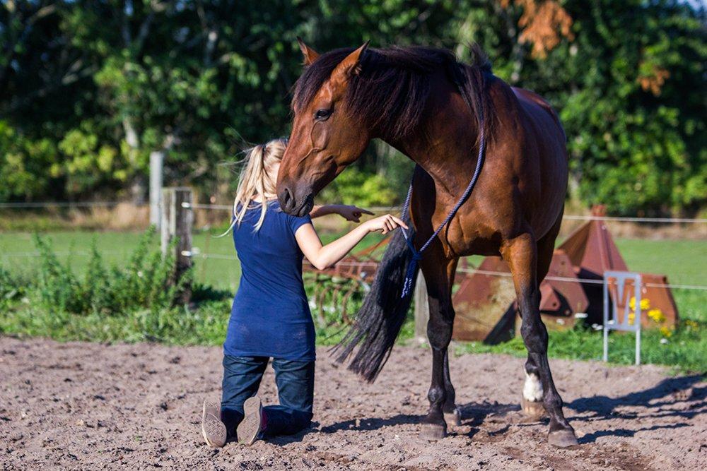 Traver | Kaliber Toft - Evigt fri <3 - Flytte numse, på knæ, gode hest! (': [Foto: K.J. Foto] billede 5