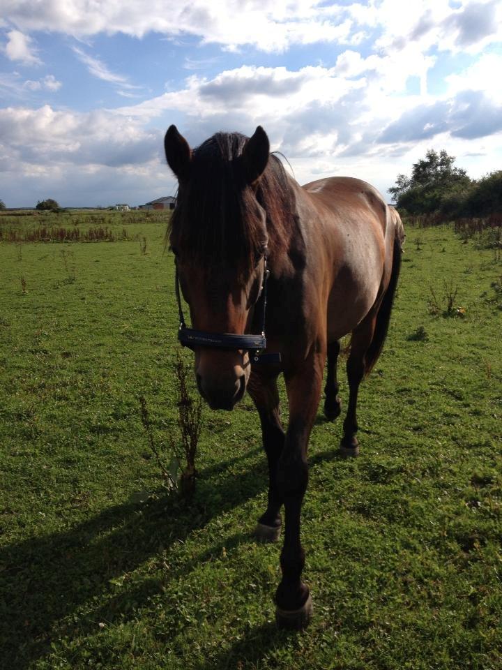 Dansk Varmblod Roman Fair - Min skat <333 billede 4