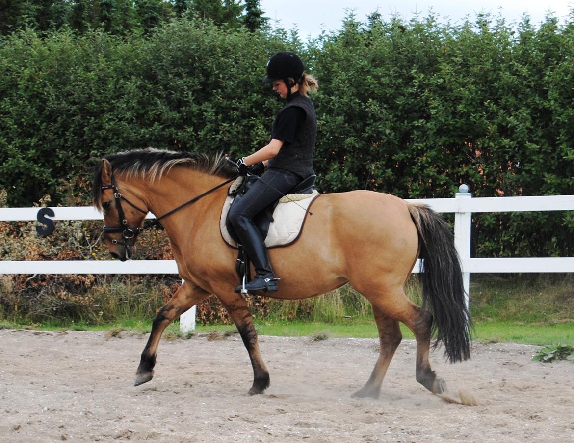 Anden særlig race Baunehøjgaards Ros- a-li billede 6