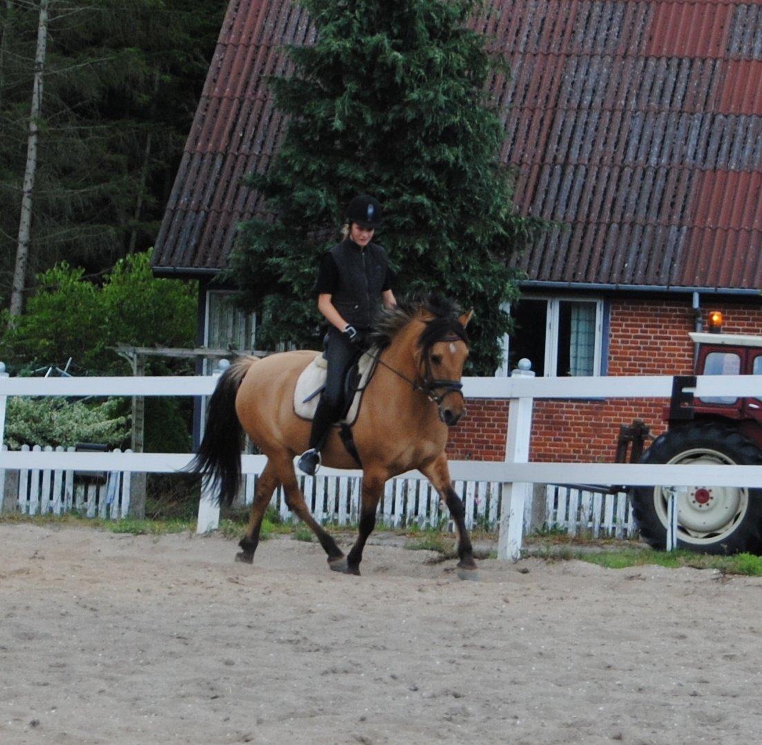 Anden særlig race Baunehøjgaards Ros- a-li billede 7