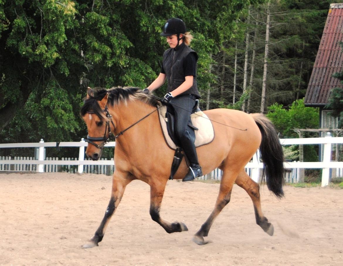 Anden særlig race Baunehøjgaards Ros- a-li billede 8