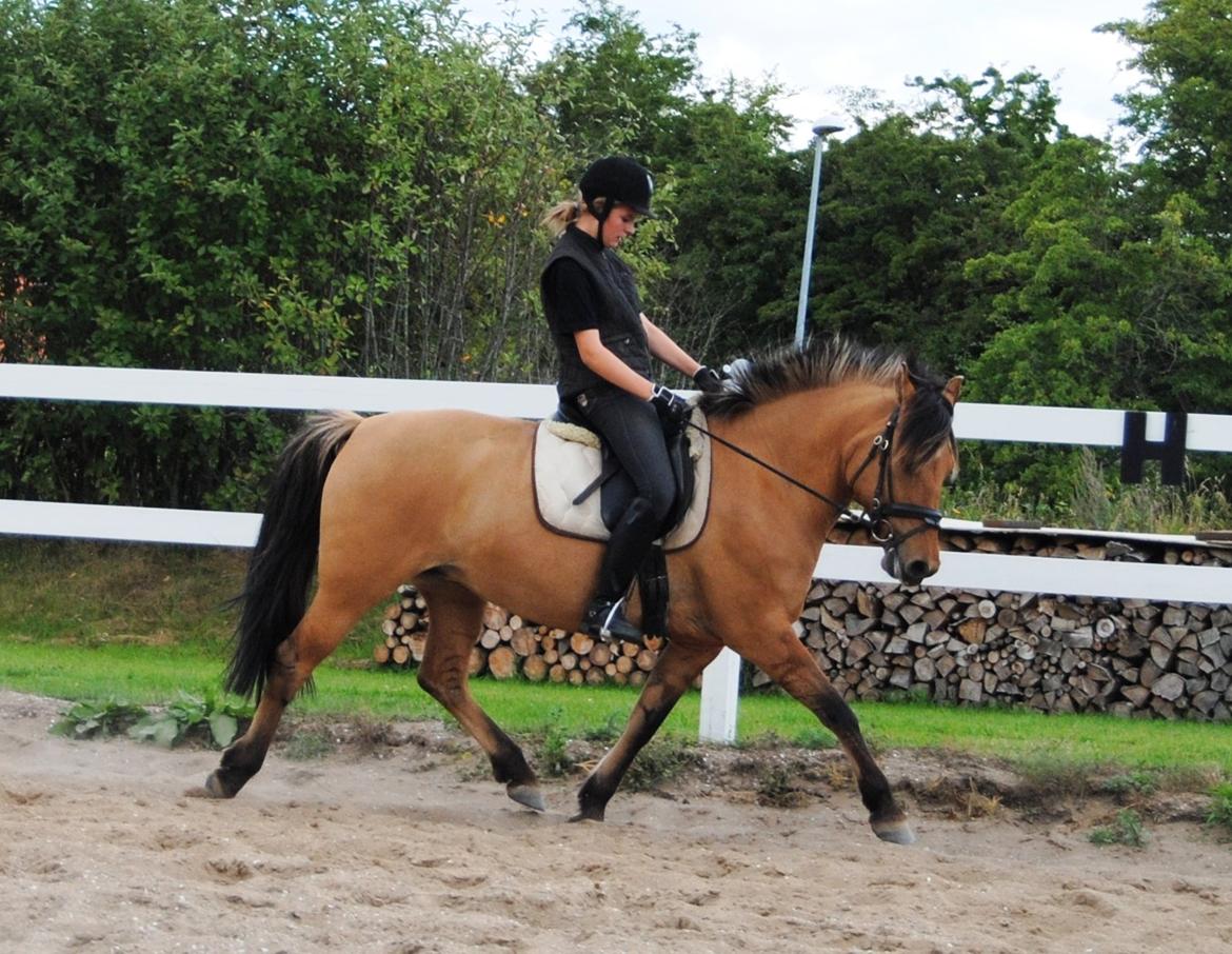 Anden særlig race Baunehøjgaards Ros- a-li billede 9