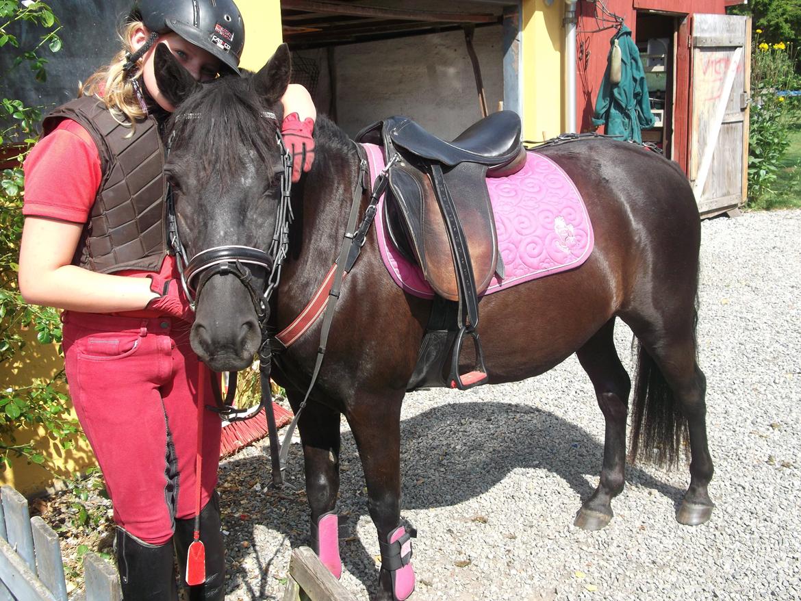 Welsh Mountain (sec A) * * * *Chanti* * * * my prinses ever <3<3<3<3<3333 - Juli 2013   Dejligste pony <3 billede 21