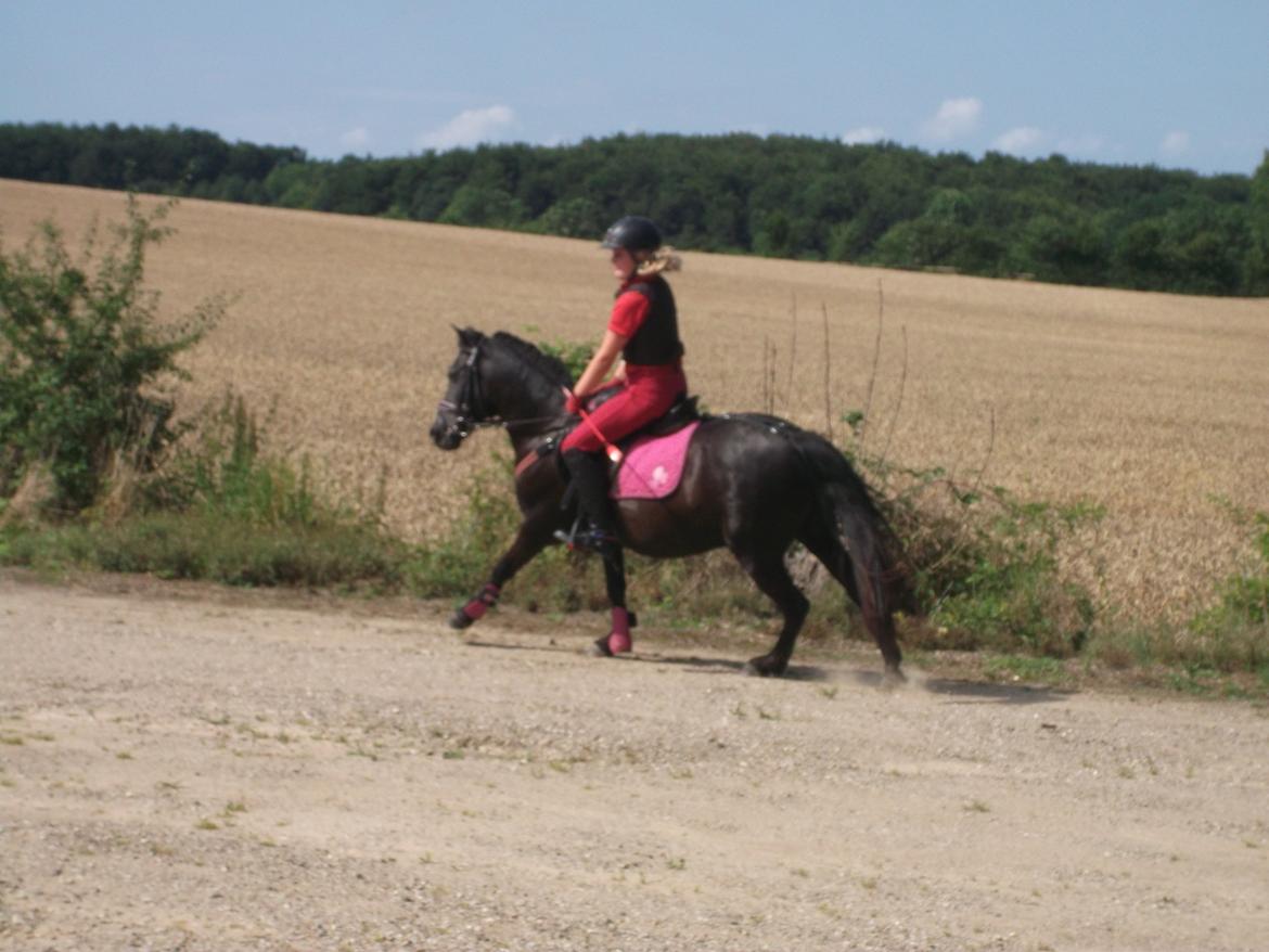 Welsh Mountain (sec A) * * * *Chanti* * * * my prinses ever <3<3<3<3<3333 - Lidt dressur kan vi også :-) billede 22