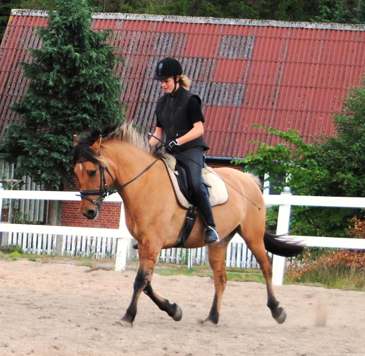 Anden særlig race Baunehøjgaards Ros- a-li billede 14