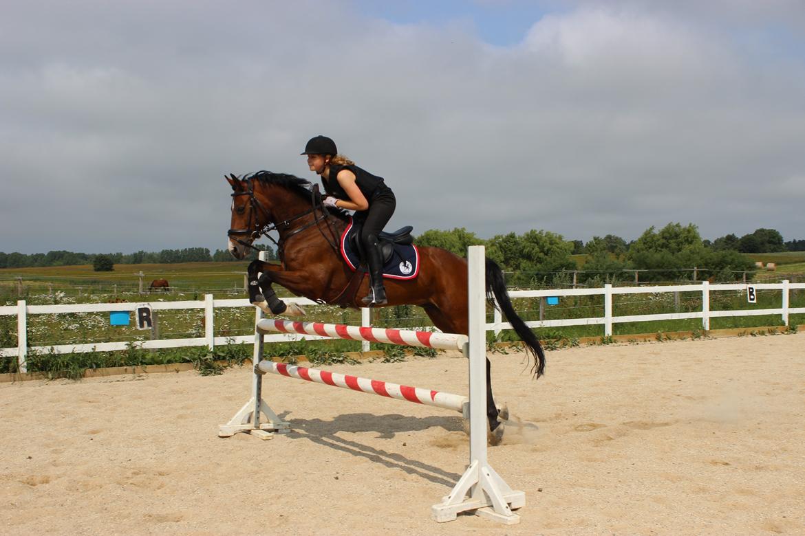 DSP Toftegårdens Alcazar B-pony billede 7