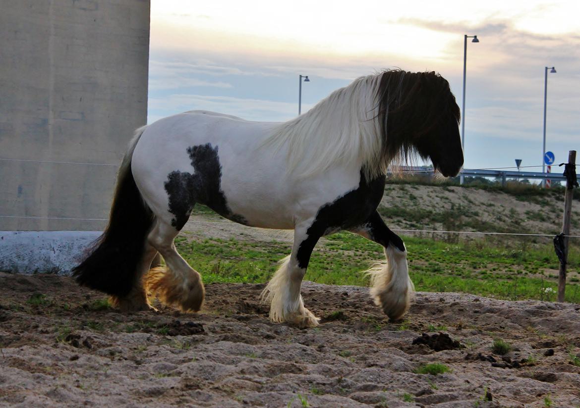 Tinker Lady Harmonie - September 13 billede 5